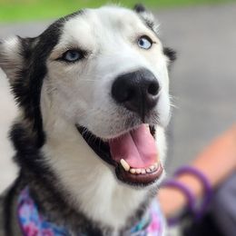 Siberian Huskies from Geeky But Cute Canines