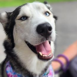 Siberian Huskies from Geeky But Cute Canines