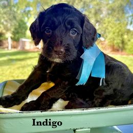Indigo - Chocolate male Australian Labradoodle puppy in Citrus Heights, California from Elite Blend Labradoodles