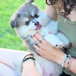 Pomsky Puppies from Nebula Ranch Pomskies