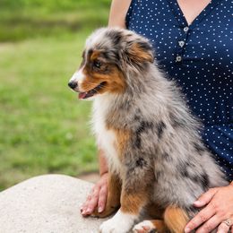 Darla - Blue merle Miniature American Shepherd puppy in Webb City, Missouri from Rocking 4C