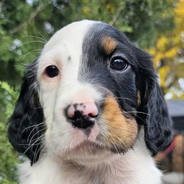 Huven's Boy - Blue belton and tan (tri-color) male English Setter puppy in Boise, Idaho from English Setters of the Eyrie