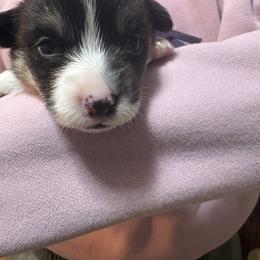 Purple collar - Black and tan female Pembroke Welsh Corgi puppy in Poulsbo, Washington from Central Valley kennel