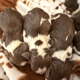 Girl 2 - Liver white and roan female English Springer Spaniel puppy in Cleburne, Texas from Powers English Springer Spaniels