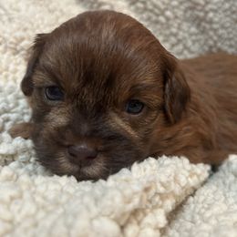 Shihpoo puppies from Petite Joie Puppies
