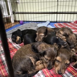 Dachshund and French Bulldog Puppies from FOSTERS FRENCHIES and DACHSHUNDS