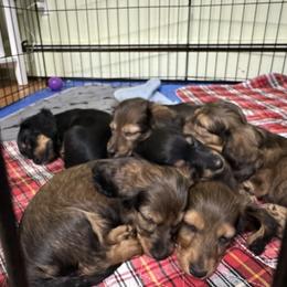 Dachshund and French Bulldog Puppies from FOSTERS FRENCHIES and DACHSHUNDS