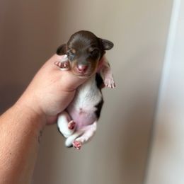 Maple - Piebald female Dachshund puppy in Lebanon, Tennessee from Thomas Homestead and Rabbitry