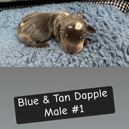 Ziti - Dapple male Dachshund puppy in Scottdale, Pennsylvania from Our Sweet Dachshund Farm