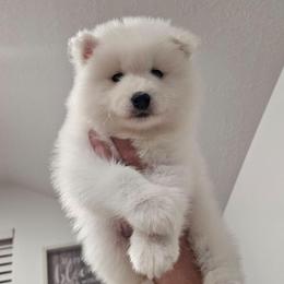 Yuko - White and biscuit male Samoyed puppy in West Jordan, Utah from Rocky Mountain Samoyeds