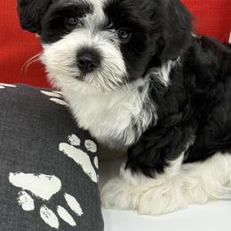 Cupcake - Black and white female Havanese puppy in Wappapello, Missouri from Titanium Havanese LLC