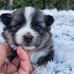 Lily - Wolf sable female Pomsky puppy in Southern California, California from SoCal Pomskies LLC