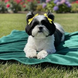 CaliAnne - Shih Tzu