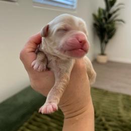 Orange collar - Apricot male Goldendoodle puppy in Surprise, Arizona from AZ Ohana Doodles