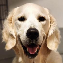 Lady - Golden Retriever