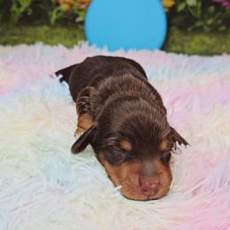 Truffle - Chocolate and tan male Dachshund puppy in Rio Grande City, Texas from Hounds All Night