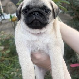 Candy purple collar - Fawn female Pug puppy in Deer Park, Texas from Butler Pugs and Frenchies