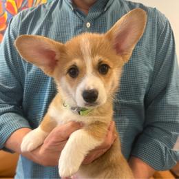 Luca (Green Collar) - Red male Pembroke Welsh Corgi puppy in North Charleston, South Carolina from Corgivilla