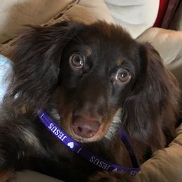Belle - Dachshund