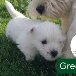 Green boy - White male West Highland White Terrier puppy in Macy, Indiana from Country Grove Breeding LLC