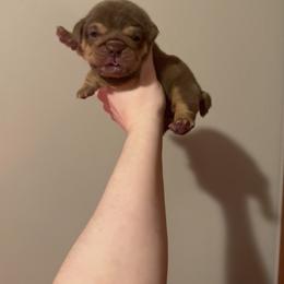 Girl 1 - Chocolate tri-color female Bulldog puppy in Bonney Lake, Washington from Sitka spruce bulldogs