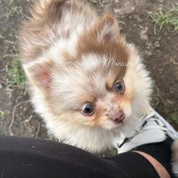 AKC Holly - Chocolate merle female Pomeranian puppy in Saint Ignatius, Montana from Pomeranians Montana