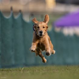 Benelli - Golden Retriever
