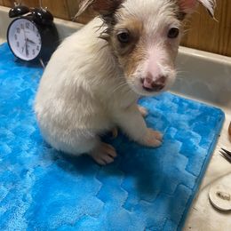 Border Collie Puppies from TiptoeingBorderCollies