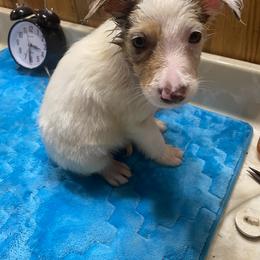 Border Collie Puppies from TiptoeingBorderCollies