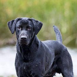 Labrador Retrievers from Syrius Dog