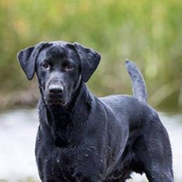 Labrador Retrievers from Syrius Dog