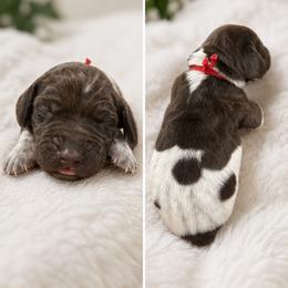 German Shorthaired Pointer Puppies from Lisa’s GSP’s