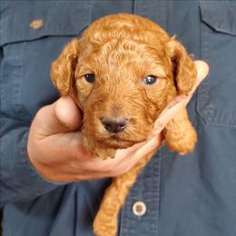 Tank -Dark Red Mini Poodle - Red  male Poodle puppy in Falcon, Missouri from Cedar House Heritage Poodles | AKC Toy & Miniature Poodle Puppies Raised in Home