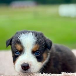 Aspen - Red tri-color male Australian Shepherd puppy in Beaverdam, Virginia from Cimmarun Farm Aussies