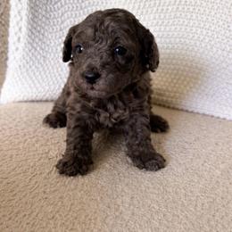 Merlin - Merle male Goldendoodle puppy in Fort Myers, Florida from Daisy Doodles LLC