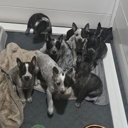 Australian Cattle Dog Puppies from Blue Steel Cattle dogs