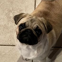 Pugs from J&J Iron Mountain Ranch Pugs