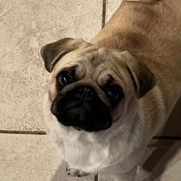 Pugs from J&J Iron Mountain Ranch Pugs