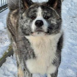Uki - Japanese Akitainu