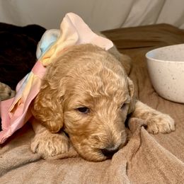 Poodle Puppies from Designer Poodles