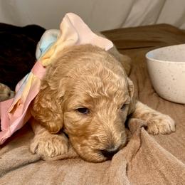 Poodle Puppies from Designer Poodles