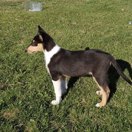 Boy 4 - Black white and tan Collie puppy in Downey, Idaho from Jessica Bischoff