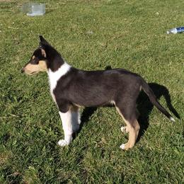 Boy 4 - Black white and tan Collie puppy in Downey, Idaho from Jessica Bischoff