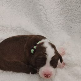 Aussiedoodle Puppies from Southern Charm Doodles