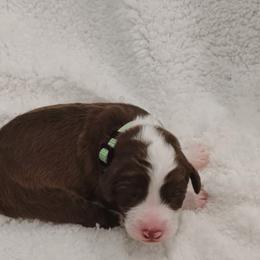Aussiedoodle Puppies from Southern Charm Doodles