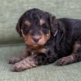 Elwyn- purple collar - Phantom female Bernedoodle puppy in Colorado Springs, Colorado from Mercy Mountain Bernedoodles