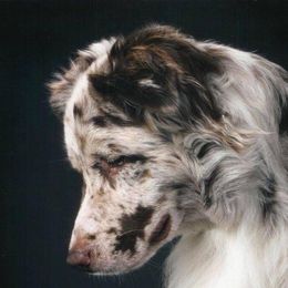 Australian Shepherds from Justus Aussies