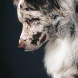 Australian Shepherds from Justus Aussies