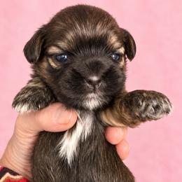Sable - Red female Shih Tzu puppy in Tallahassee, Florida from Bows and Bow Ties