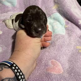 Yellow - Liver roan female German Shorthaired Pointer puppy in Jackson, Georgia from Rosengrace Gsps (formerly Tiner GSP’s)
